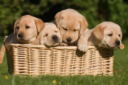 A Comprehensive Guide to Puppy:iuuiiqqqwao= dogs