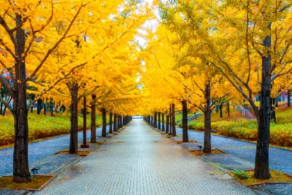 How to Plan a Trip Along Yellow Spring Road