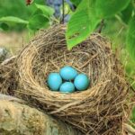 Robins Egg Blue: A Step-by-Step Guide