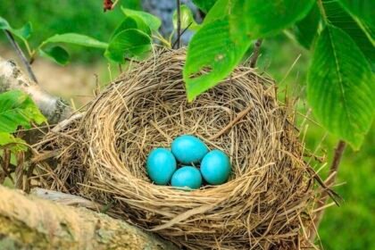 Robins Egg Blue: A Step-by-Step Guide