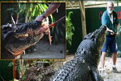 5 Strategies for Dealing with the Largest Alligator