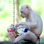 Exploring the Depths: A Journey Through Albino-Monkey.net Misc Archives