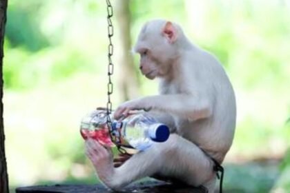 Exploring the Depths: A Journey Through Albino-Monkey.net Misc Archives