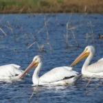 Pelicans At Bosque Del Apache