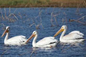 Pelicans At Bosque Del Apache