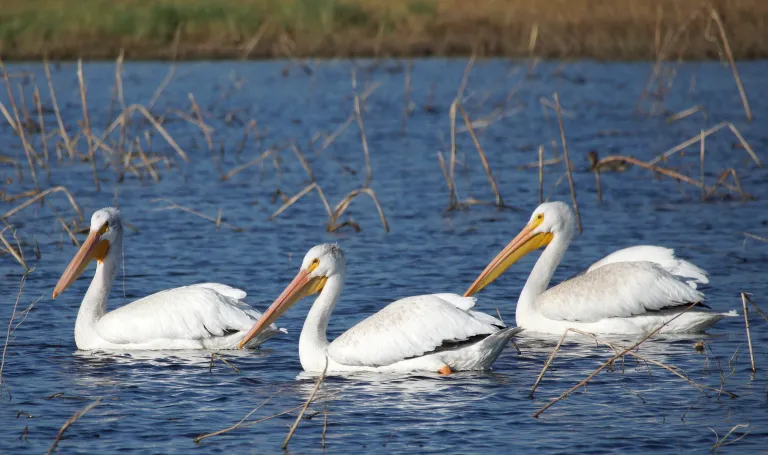 Pelicans At Bosque Del Apache