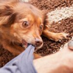 Puppy Biting Solutions: How to Curb Aggressive Puppy Behavior