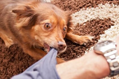 Puppy Biting Solutions: How to Curb Aggressive Puppy Behavior
