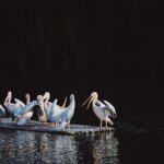 White pelicans on the rise