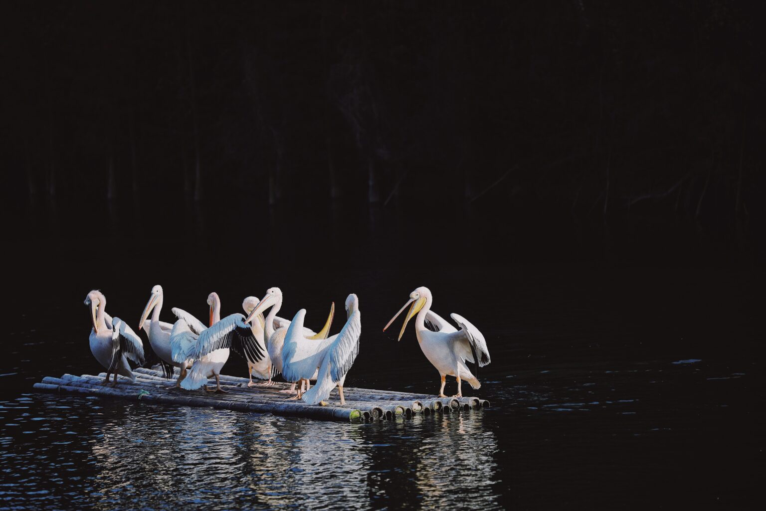 White pelicans on the rise