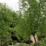 How Often To Water Jujube Tree Albuquer