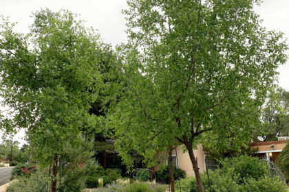 How Often To Water Jujube Tree Albuquer
