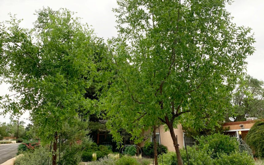 How Often To Water Jujube Tree Albuquer