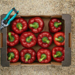 Guide to Bell Pepper Carton