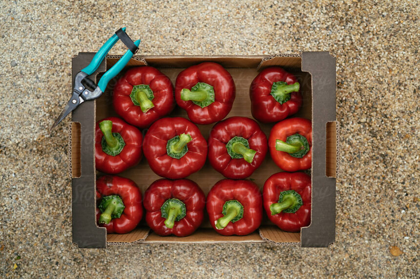 Guide to Bell Pepper Carton