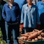 How Far did Sweet Potatoes Travel to Texas