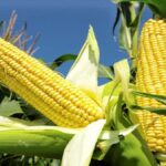 What is FPO Corn? A Simple Guide for Everyone