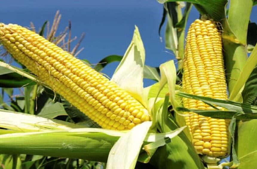 What is FPO Corn? A Simple Guide for Everyone