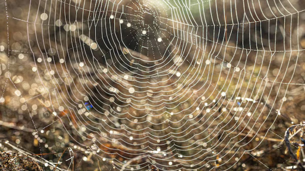 Lesy ad Spiderweb: Unraveling the Mysteries of Two Natural Wonders