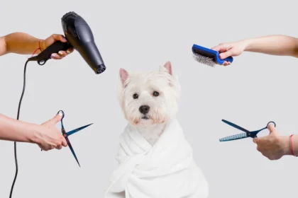 Dog Grooming Simplified: Tools That Make a Difference
