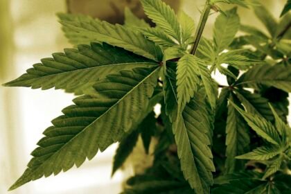Quality Matters: What to Look for in a Cannabis Dispensary