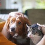 Pet Insurance Benefits – Saving Money While Keeping Pets Healthy