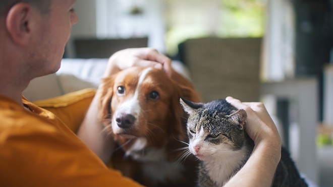 Pet Insurance Benefits – Saving Money While Keeping Pets Healthy