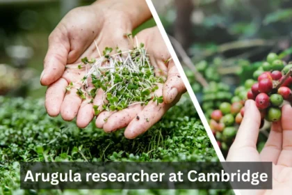 Arugula Researcher at Cambridge
