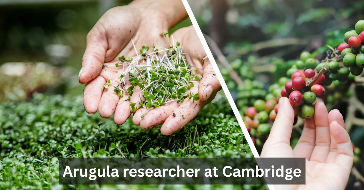 Arugula Researcher at Cambridge