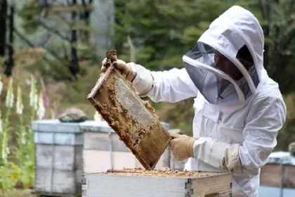 The Ultimate Guide to his majesty nwbka