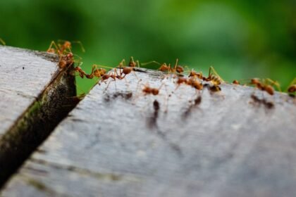 Ant Invasion in Woodbridge? Here’s How to Wipe Them Out for Good