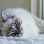 My Journey with the UK’s Favourite Cat Breeds