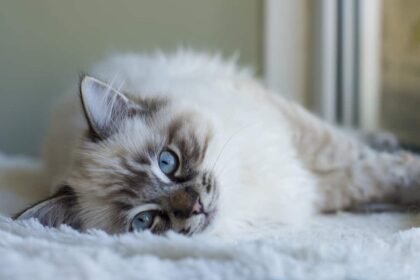 My Journey with the UK’s Favourite Cat Breeds
