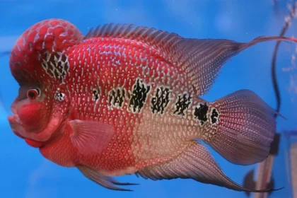 Finding the Perfect Flowerhorn: A Guide to Flowerhorn Fish for Sale