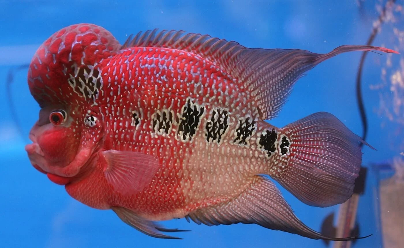 Finding the Perfect Flowerhorn: A Guide to Flowerhorn Fish for Sale