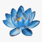 Blue Lotus Extract