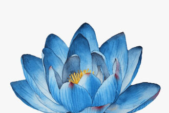 Blue Lotus Extract
