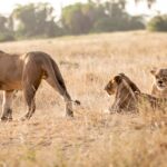 AFRICA