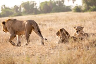 AFRICA