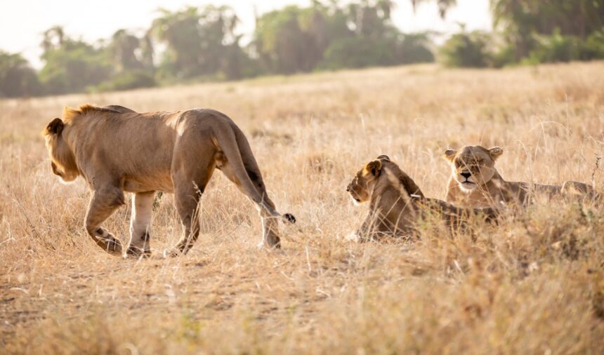 AFRICA