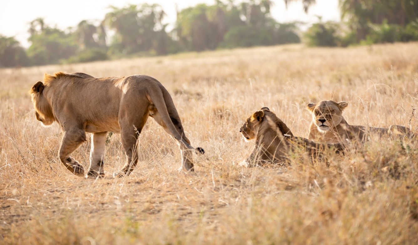 AFRICA