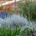 Arthropodium Cirratum: The Native NZ Lily That Brings Elegance and Ease to Every Garden