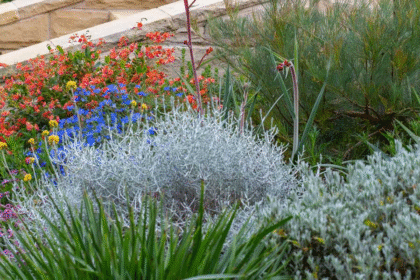 Arthropodium Cirratum: The Native NZ Lily That Brings Elegance and Ease to Every Garden