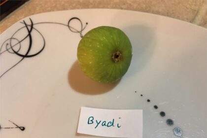The Comprehensive Guide to byadi