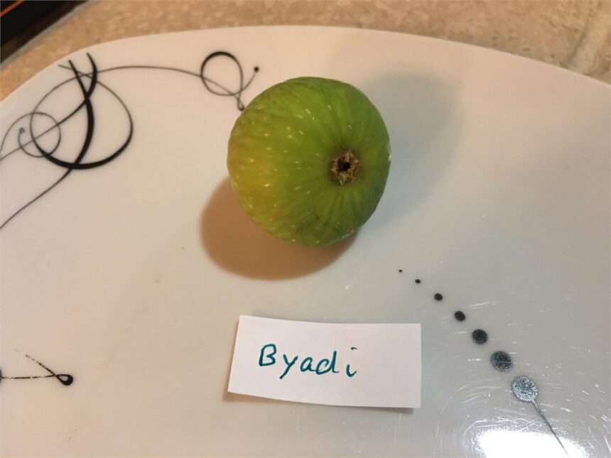 The Comprehensive Guide to byadi