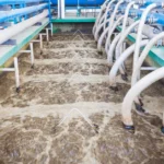 Bacteria Clean Wastewater Naturally