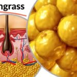 Lyposingrass: A New Frontier in Natural Wellness and Herbal Nutrition