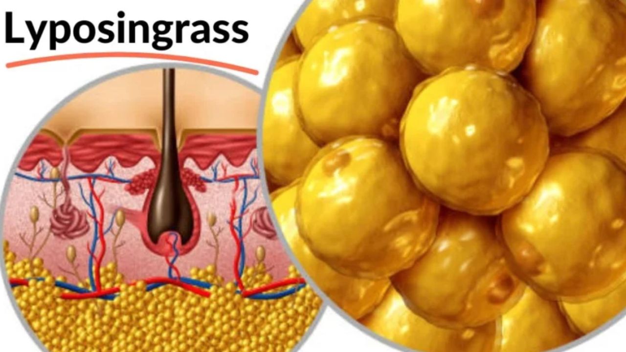 Lyposingrass: A New Frontier in Natural Wellness and Herbal Nutrition