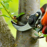 Shaping Nature with Purpose: The Essential Guide to Tree Care and Pruning