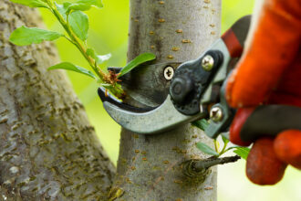 Shaping Nature with Purpose: The Essential Guide to Tree Care and Pruning